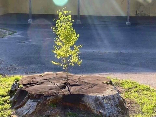 Tree growing from Stump